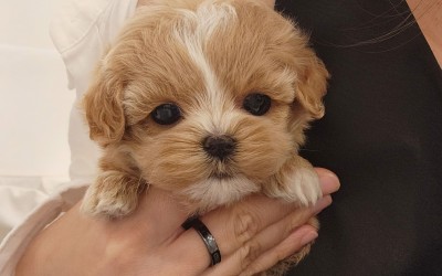 말티푸켄넬 『두콩이』 말티푸견사 파주말티푸분양 일산말티푸분양 김포말티푸분양