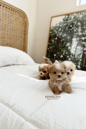 말티푸 푸딩 / 말티푸켄넬 말티푸견사 파주말티푸분양 파주강아지분양