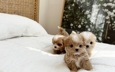 말티푸 푸딩 / 말티푸켄넬 말티푸견사 파주말티푸분양 파주강아지분양