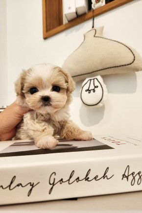 말티푸켄넬 『몽땅이』 말티푸견사 파주말티푸분양 일산말티푸분양 김포말티푸분양