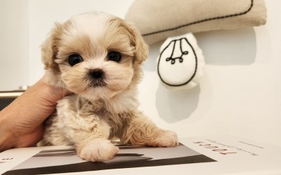 말티푸켄넬 『몽땅이』 말티푸견사 파주말티푸분양 일산말티푸분양 김포말티푸분양