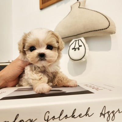 말티푸켄넬 『몽땅이』 말티푸견사 파주말티푸분양 일산말티푸분양 김포말티푸분양