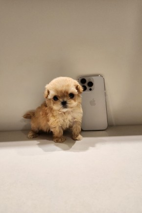 말티푸켄넬 『짜리』 말티푸견사 파주말티푸분양 일산말티푸분양 김포말티푸분양 말티푸브리더