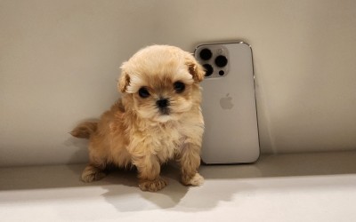 말티푸켄넬 『짜리』 말티푸견사 파주말티푸분양 일산말티푸분양 김포말티푸분양 말티푸브리더