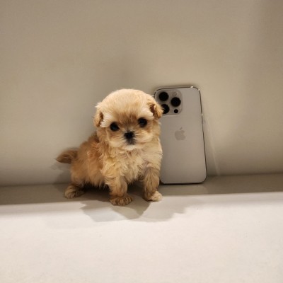 말티푸켄넬 『짜리』 말티푸견사 파주말티푸분양 일산말티푸분양 김포말티푸분양 말티푸브리더