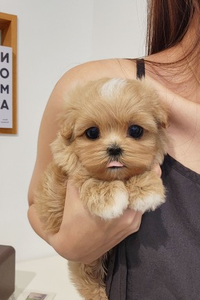 말티푸켄넬 『하콩이』 말티푸견사 파주말티푸분양 일산말티푸분양 김포말티푸분양 말티푸브리더