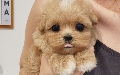 말티푸켄넬 『하콩이』 말티푸견사 파주말티푸분양 일산말티푸분양 김포말티푸분양 말티푸브리더