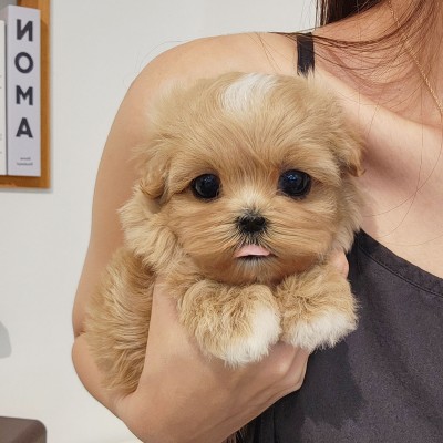 말티푸켄넬 『하콩이』 말티푸견사 파주말티푸분양 일산말티푸분양 김포말티푸분양 말티푸브리더