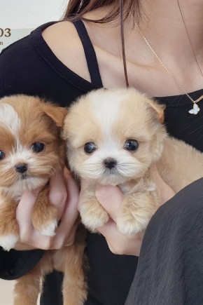 말티푸켄넬 『서로&서와』 말티푸견사 파주말티푸분양 일산말티푸분양 김포말티푸분양 말티푸브리더