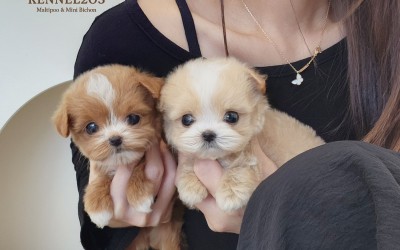 말티푸켄넬 『서로&서와』 말티푸견사 파주말티푸분양 일산말티푸분양 김포말티푸분양 말티푸브리더