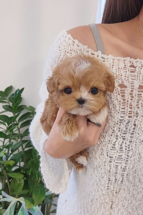 말티푸켄넬 『메밀이』 검단말티푸분양 송도말티푸분양 청주말티푸분양 말티푸견사 파주말티푸분양 일산말티푸분양 김포말티푸분양 말티푸브리더