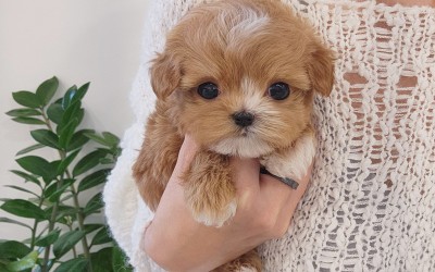 말티푸켄넬 『메밀이』 검단말티푸분양 송도말티푸분양 청주말티푸분양 말티푸견사 파주말티푸분양 일산말티푸분양 김포말티푸분양 말티푸브리더