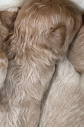 말티푸 [BABY 예약만가능] 말티푸켄넬 말티푸견사 KENNEL203