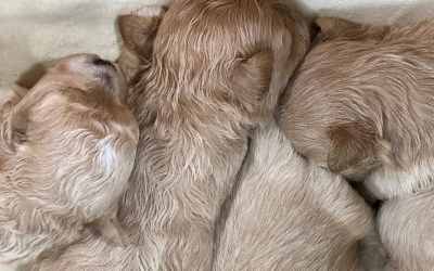 말티푸 [BABY 예약만가능] 말티푸켄넬 말티푸견사 KENNEL203