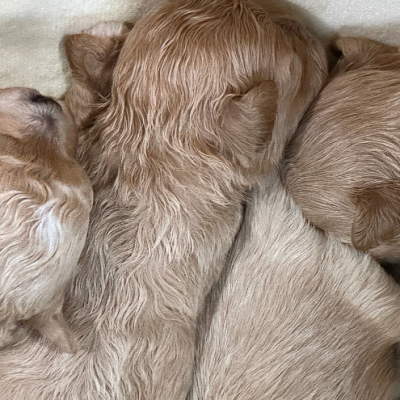 말티푸 [BABY 예약만가능] 말티푸켄넬 말티푸견사 KENNEL203