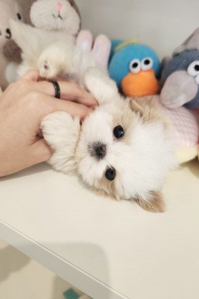 말티푸켄넬 『뚜뚜』 말티푸견사 남양주말티푸분양 동두천말티푸분양 속초말티푸분양 춘천말티푸분양 파주말티푸분양 일산말티푸분양 김포말티푸분양 말티푸브리더