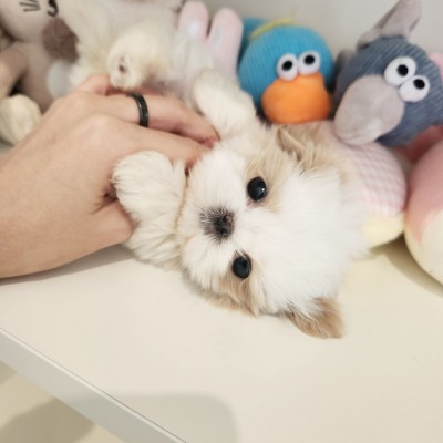 말티푸켄넬 『뚜뚜』 말티푸견사 남양주말티푸분양 동두천말티푸분양 속초말티푸분양 춘천말티푸분양 파주말티푸분양 일산말티푸분양 김포말티푸분양 말티푸브리더